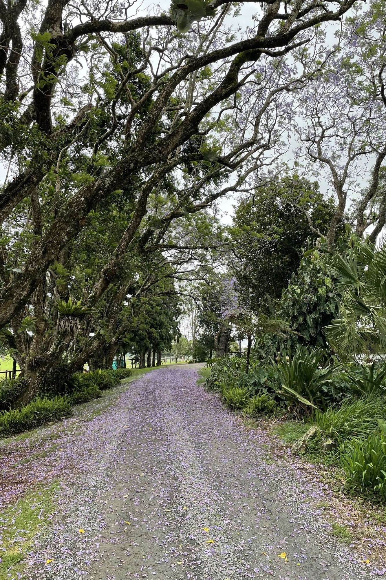 The gravel driveway into Rosewood Estate beneath an avenue of old trees, jacaranda blossom on the ground