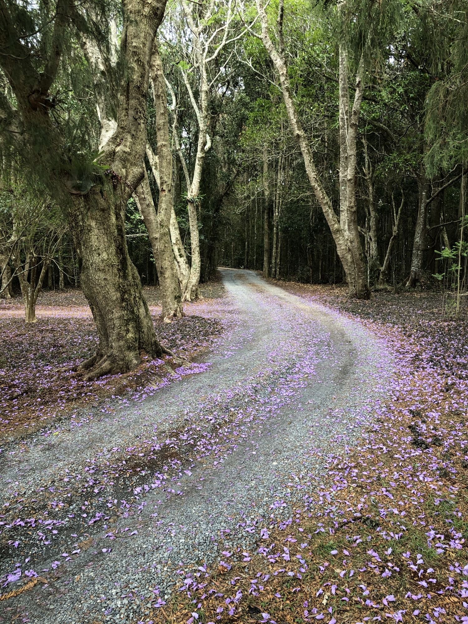 The driveway bending through the trees, carpeted in jacaranda