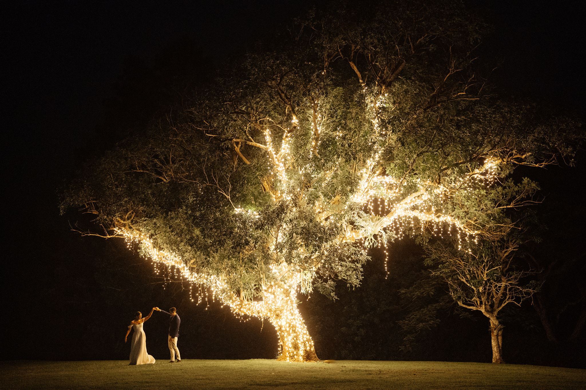 A fairy-light tree at Rosewood Estate